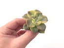 Graptopetalum Purple Delight Variegated 2" Rare Succulent Plant