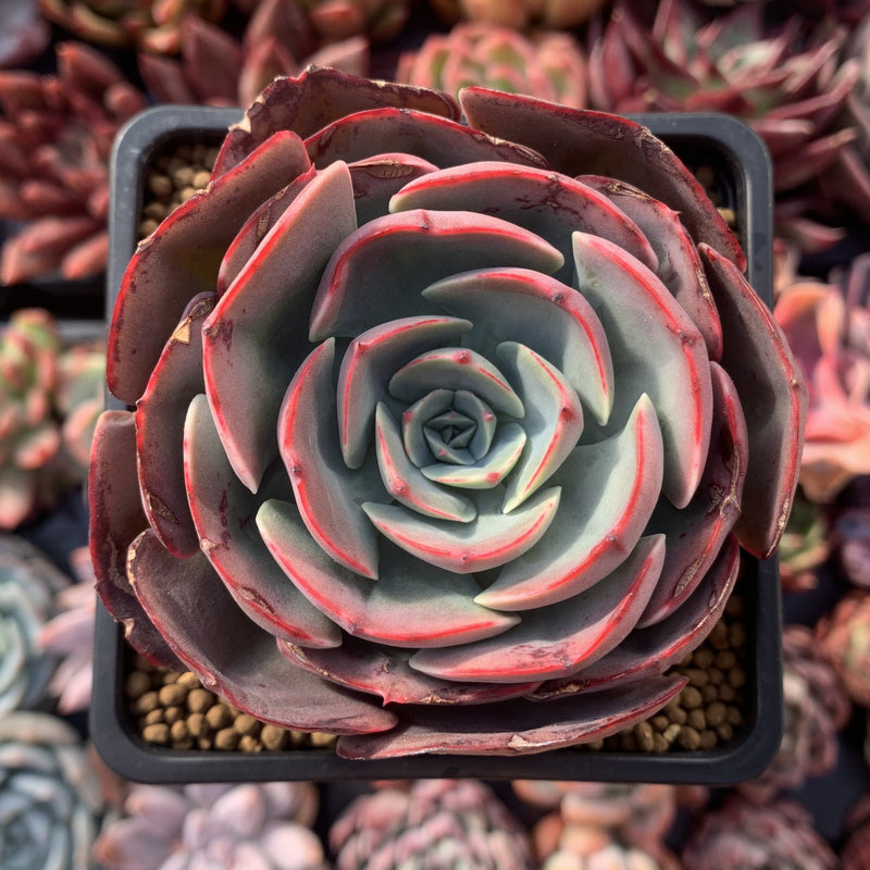 Echeveria 'Muesli' 3” Rare Succulent Plant