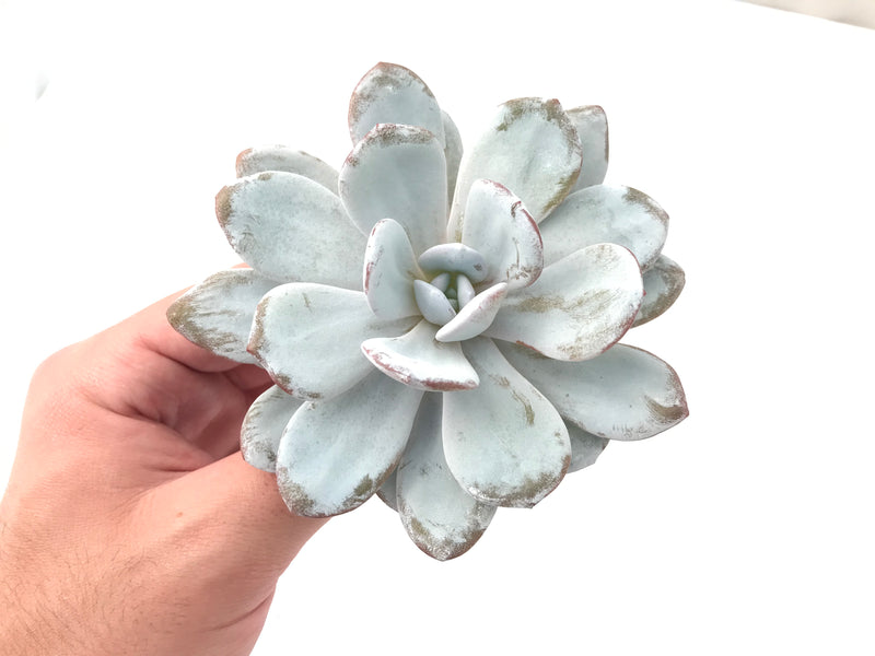 Echeveria 'Laui' 3"-4" Powdery Succulent Plant