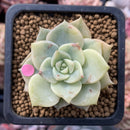 Echeveria 'Hakubotan' Variegated 1"-2" Succulent Plant