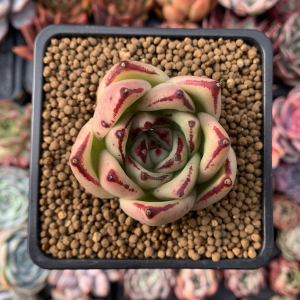 Echeveria Agavoides 'Maria' Hybrid 1"-2"  Succulent Plant