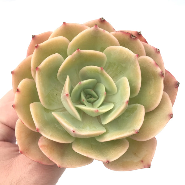 Echeveria 'White Snow' Large Rosette 4"+ Succulent Plant