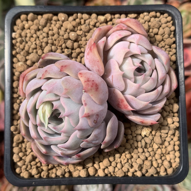 Echeveria sp. 2"-3" Succulent Plant