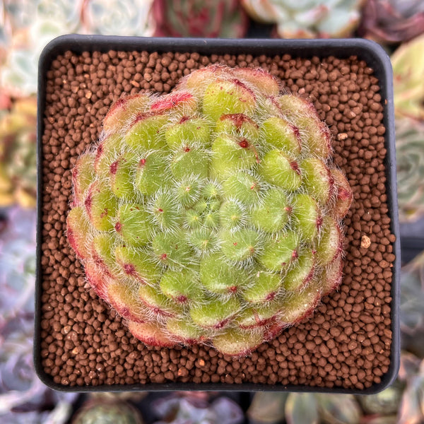 Echeveria 'Abiyu' 2"-3" (Setosa Hybrid) Succulent Plant