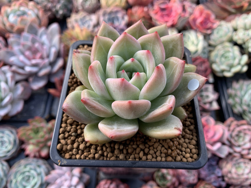 Echeveria Agavoides 'Champaign' 2"-3" Succulent Plant