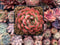 Echeveria Agavoides 'Pokeball' 1"-2" New Hybrid Succulent Plant