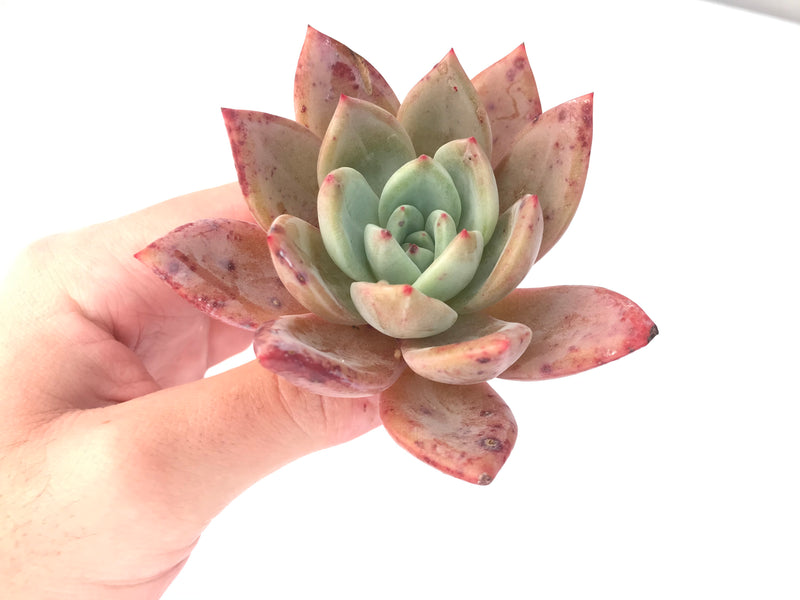 Echeveria Agavoides 'Baekya' 3"-4" Succulent Plant