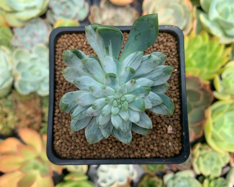 Sedeveria 'Blue Elf' Variegated 2" Succulent Plant