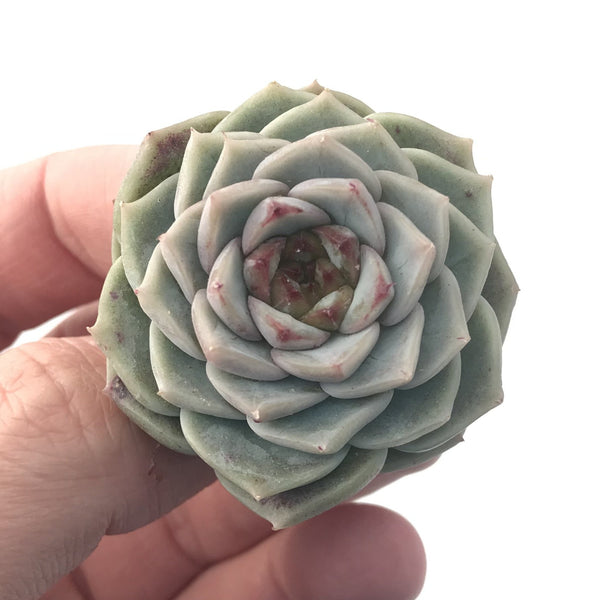 Echeveria 'Red Velvet 1"-2" Succulent Plant