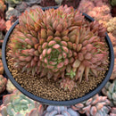 Echeveria Agavoides 'Rainstar' Cluster 5" Succulent Plant