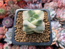 Crassula 'Moonglow' Variegated 1"-2" Succulent Plant