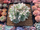 Echeveria 'Mebina' Variegated 4" Cluster Succulent Plant