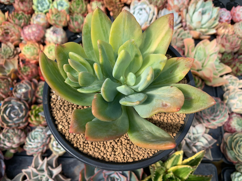 Pachyveria 'Cypress' Variegated 5" Succulent Plant