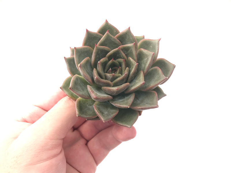 Echeveria sp. 3" Succulent Plant