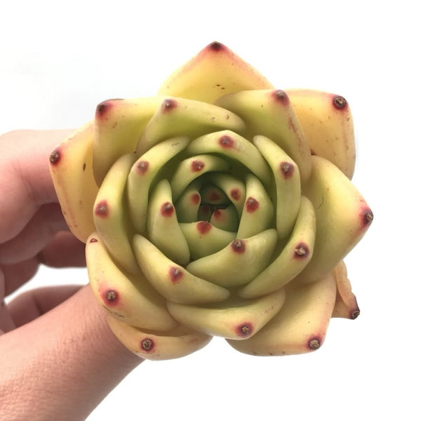 Echeveria Agavoides ‘Yellow Ebony’ 3" Rare Succulent Plant