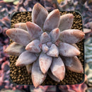 Echeveria 'Tolimanensis' 2"-3" Succulent Plant