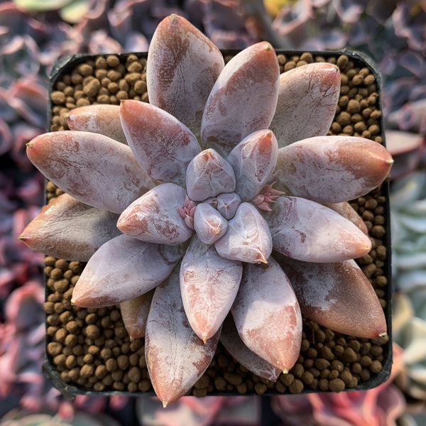 Echeveria 'Tolimanensis' 2"-3" Succulent Plant