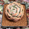 Echeveria 'Ariel' 2" Succulent Plant