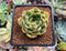 Echeveria sp. 2" Succulent Plant