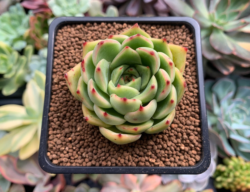 Echeveria sp. 2" Succulent Plant