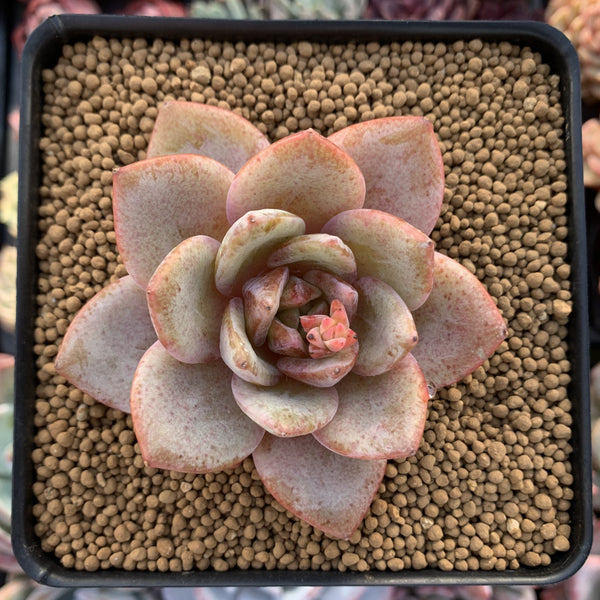 Echeveria 'German Champaign' 2" Succulent Plant