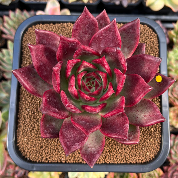 Echeveria Agavoides 'Oculus' 6" Extra LARGE Succulent Plant