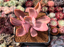 Pachyveria 'Pampoteus' Variegated 3" Succulent Plant