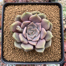 Echeveria 'Pastel Leon' 3"-4" New Hybrid Powdery Succulent Plant