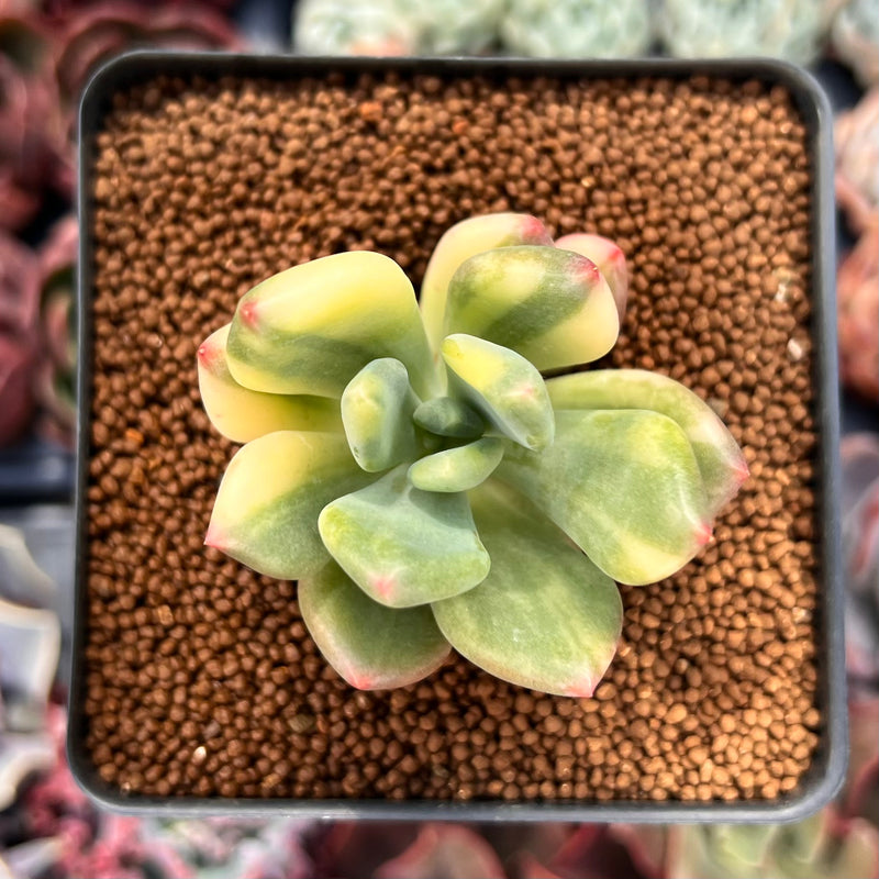 Pachyphytum 'Doctor Cornelius' Variegated 1"-2" Succulent Plant