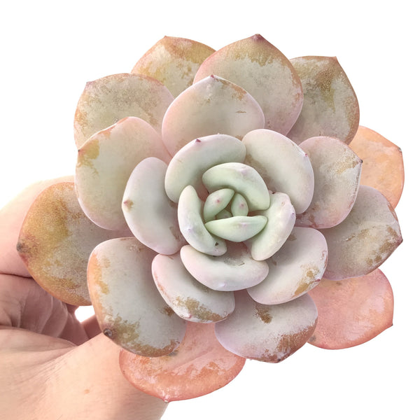 Echeveria 'Cream Tea' 5" Powdery Succulent Plant