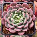 Echeveria 'Apple Pie' 1"-2" Succulent Plant