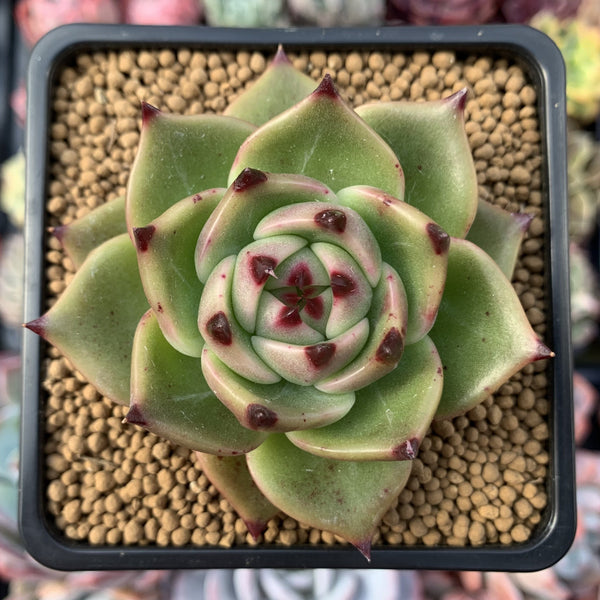 Echeveria Agavoides 'Blue Dragon' 2" Rare Succulent Plant