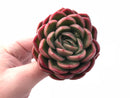 Echeveria Agavoides Sp 3” Rare Succulent Plant