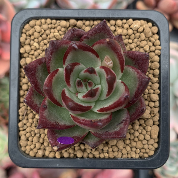 Echeveria Agavoides 'Johnny Walker' 2" Succulent Plant