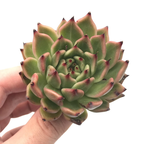 Echeveria Agavoides ‘Golden Bear’ 1”-2” Rare Succulent Plant