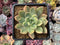 Graptoveria 'Pretty in Pink' Variegated 3" Succulent Plant