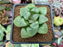 Haworthia 'Jin Ji-hee' 2" Succulent Plant