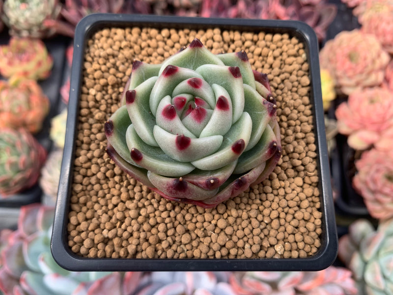 Echeveria Agavoides 'Blue Dragon' 2"-3" Rare Succulent Plant