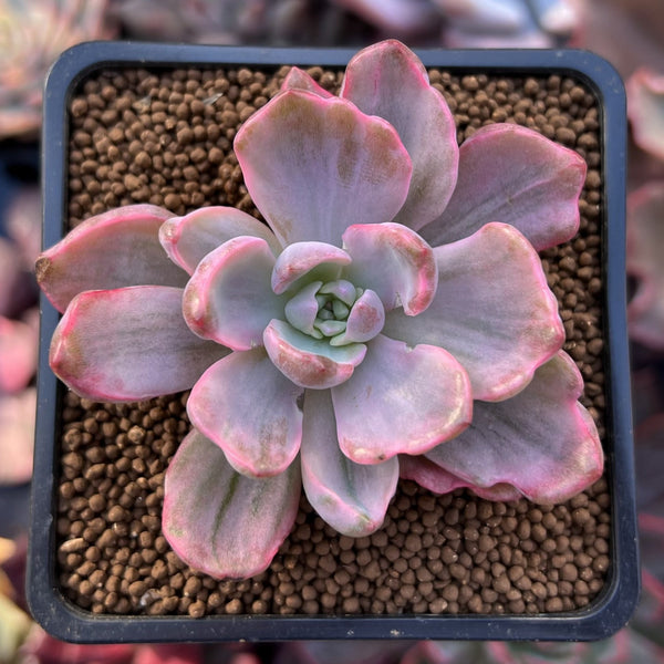 Graptoveria 'Mrs. Richards' Variegated 2" Succulent Plant