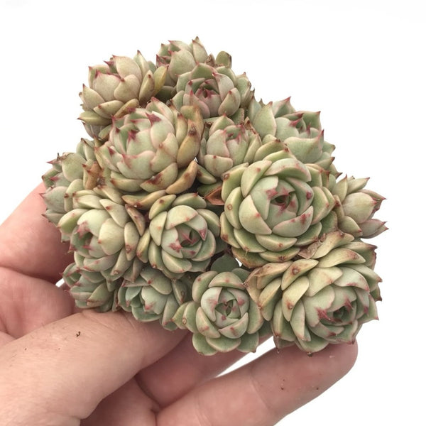 Echeveria 'Ben Badis' Cluster 2"-3" Succulent Plant