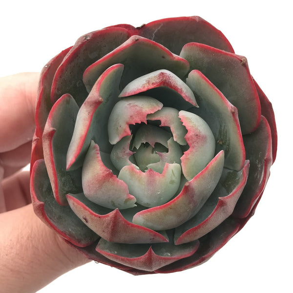 Echeveria 'Amistar' 2"-3” Rare Succulent Plant