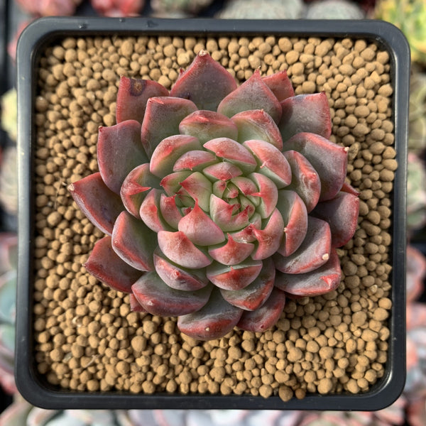 Echeveria Agavoides 'Forte' 2" Succulent Plant