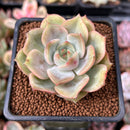 Echeveria 'Angelina' 2" Succulent Plant