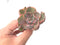 Echeveria 'Hearts Delight' Variegated AKA 'Beyonce Rainbow' 3"-4" Succulent Plant