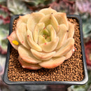 Echeveria 'Angelina' 2" Succulent Plant