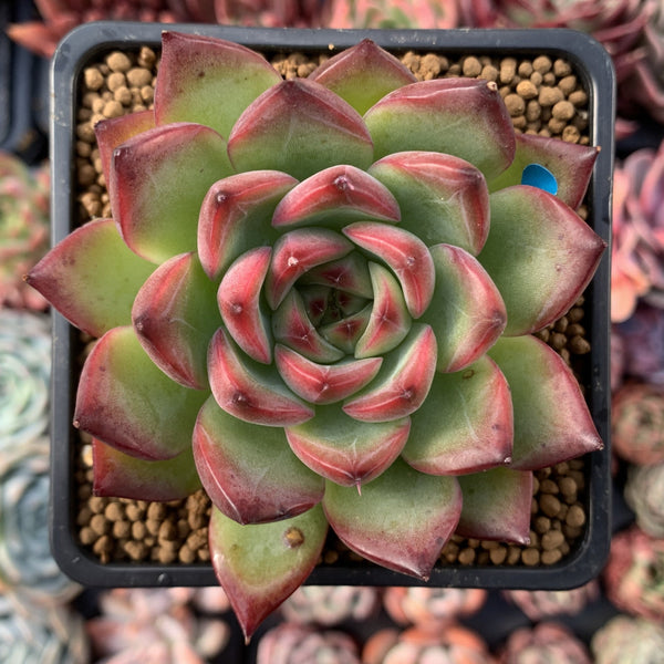 Echeveria Agavoides 'Fire Pillar' 2"-3" Succulent Plant