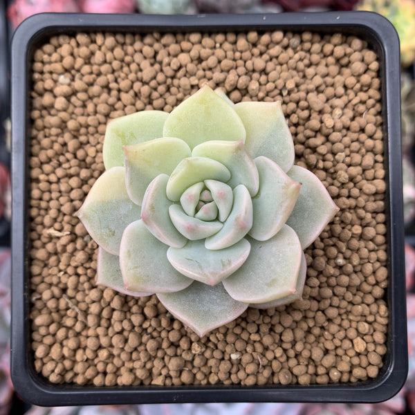 Echeveria 'Hakubotan' Variegated 1"-2" Succulent Plant