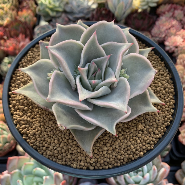 Echeveria 'Madiba' 4"-5" Succulent Plant