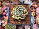 Echeveria sp. 2" Succulent Plant