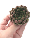 Echeveria 'Zaragosa' Hybrid 3" Succulent Plant